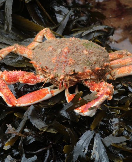 The NHBS Guide to UK Shore Crabs