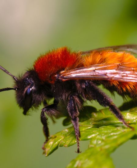 The NHBS Guide to UK Solitary Bees