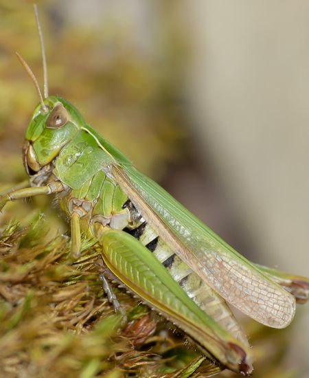 The NHBS Guide to Grasshoppers and Bush-crickets