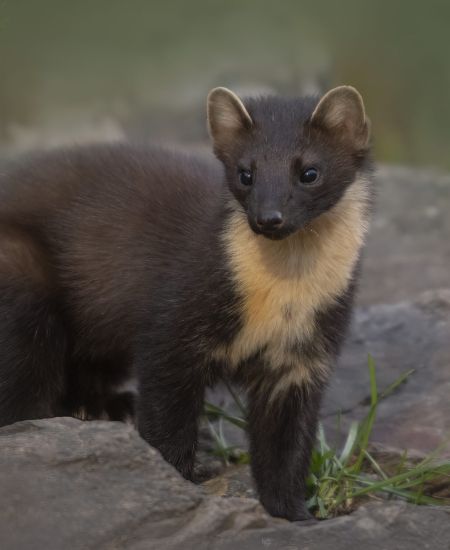 Wild and Wonderful: A Spotlight on Endangered Mammals in Britain and Ireland