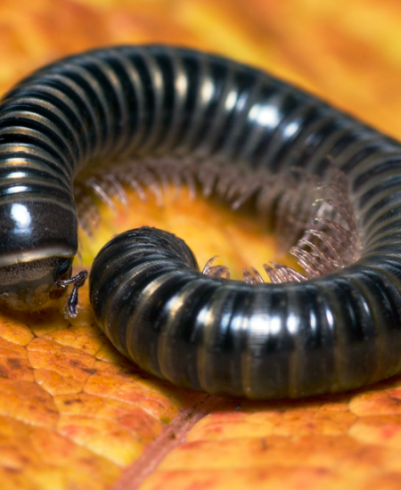 The NHBS Guide to UK Centipedes and Millipedes