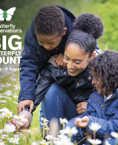 The Big Butterfly Count: NHBS Staff Results 2024