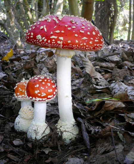 Beyond the Cap: Is Mycology only about Mushrooms?