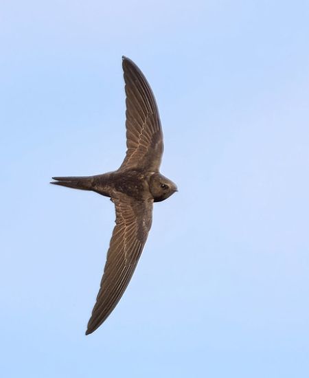 The NHBS Guide to Swift Nest Boxes