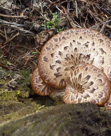 The NHBS Guide to UK Bracket Fungi