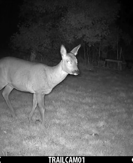 Garden Wildlife Watching: Sabine’s Trail Cameras