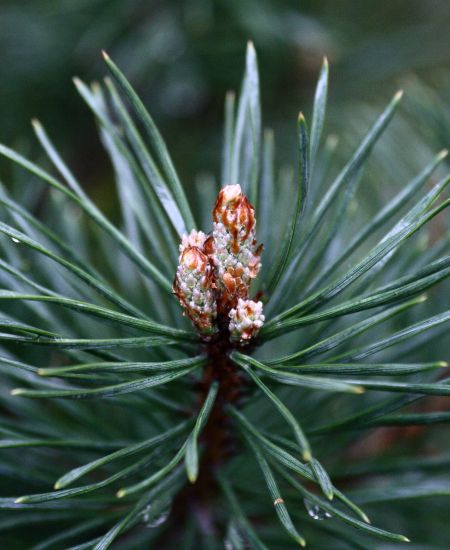 The NHBS Guide to Autumn and Winter Foraging