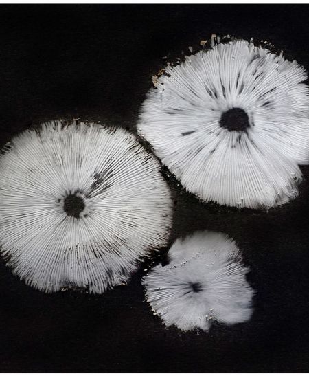 A Beginners Guide to Fungal Spore Printing