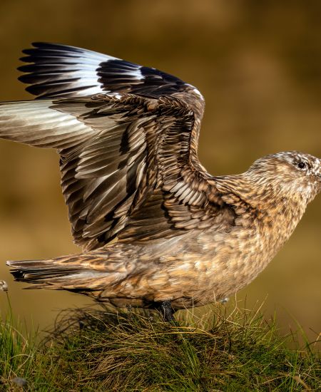 Birds of Conservation Concern Red List: Species Spotlight