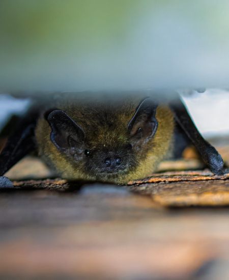 Bat Box Basics: A Guide