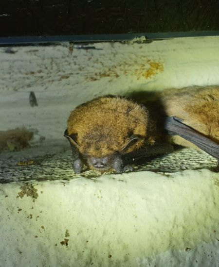 Bat Boxes for New Build Projects