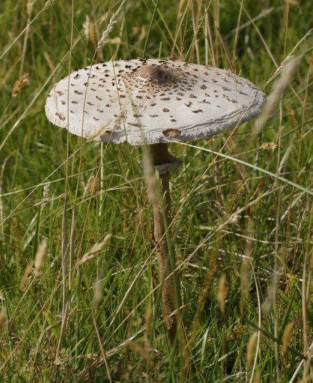 Fungi Under the Lens and Fork: An NHBS Booklist