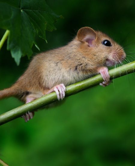Acoustics for surveying dormice and other small mammals