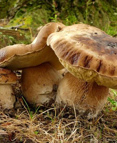 An Introduction to The Fungal Kingdom