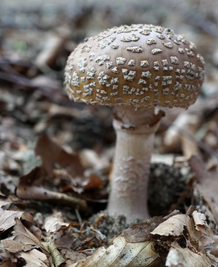 A Spotlight on the Deadly Mushrooms of Britain