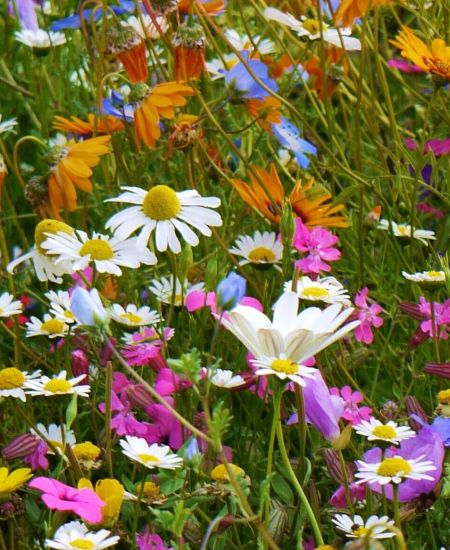 The NHBS Seed Sowing Calendar: January-March