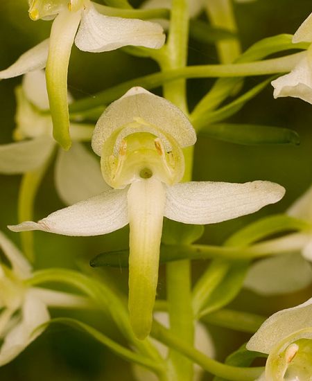 The NHBS Guide to UK Orchid Identification