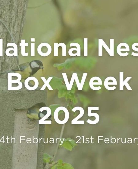 National Nest Box Week 2025