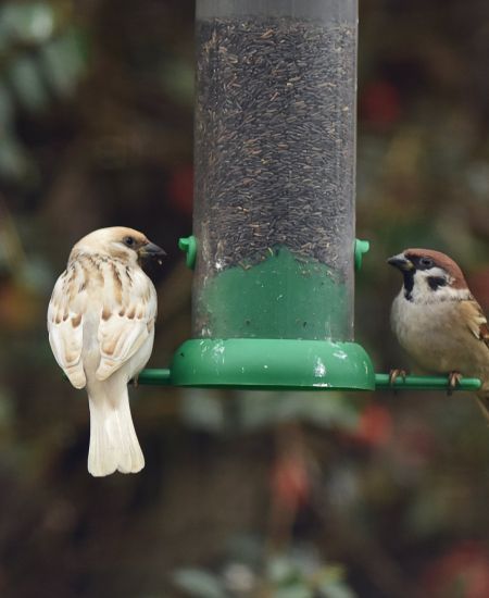 The NHBS Guide to Maintaining Bird Tables and Feeders
