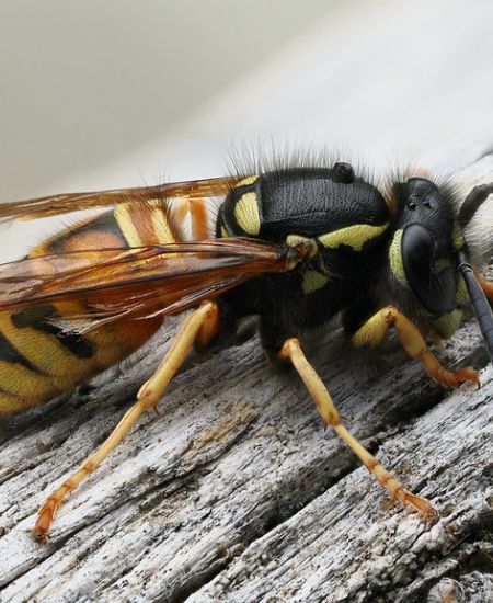 The NHBS Guide to UK Wasps