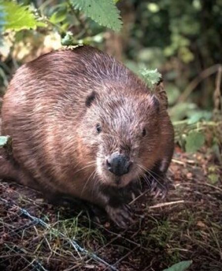 Bringing the Beaver Back to Ealing: A Community-Led Rewilding Success Story
