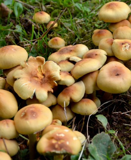 An interview with the British Mycological Society: A celebration of all things Fungi