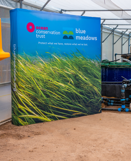Ocean Conservation Trust: National Seagrass Nursery Launch