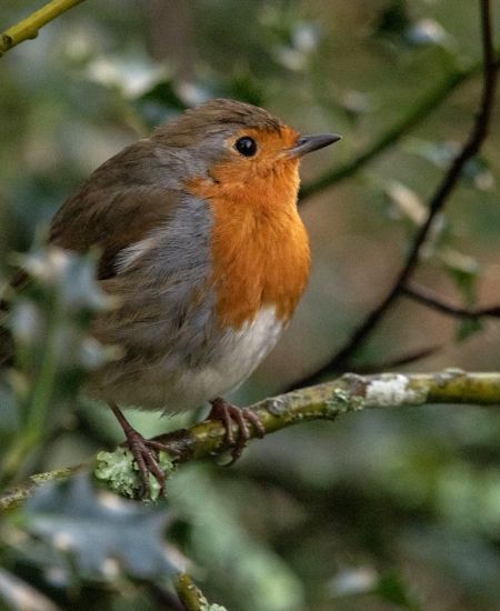 The Big Garden Birdwatch: NHBS Staff Results 2026