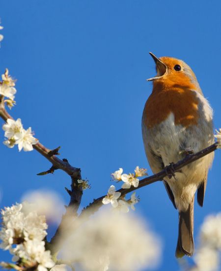 International Dawn Chorus Day – 3rd May 2026