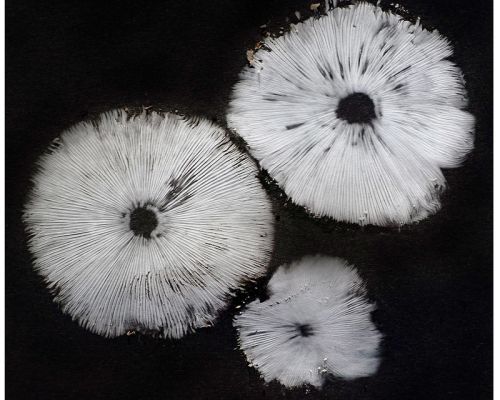 A Beginners Guide to Fungal Spore Printing