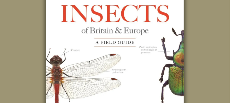 Author Interview with Thomas John and Paul Brock: Insects of Britain & Europe